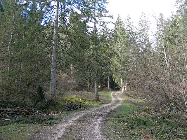 Macromiceti jurassiani � la lunga ricerca